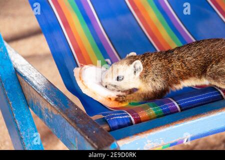 Ein Eichhörnchen mit einer jungen Kokosnuss am Strand in Thailand Asien Stockfoto