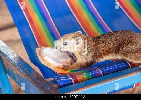 Ein Eichhörnchen mit einer jungen Kokosnuss am Strand in Thailand Asien Stockfoto