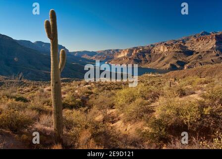 Saguaro in Apache Lake Area in Superstition Mountains, Blick von der Apache Trail Road, Arizona, USA Stockfoto