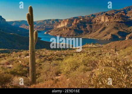 Saguaro in Apache Lake Area in Superstition Mountains, Blick von der Apache Trail Road, Arizona, USA Stockfoto