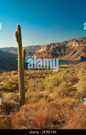 Saguaro in Apache Lake Area in Superstition Mountains, Blick von der Apache Trail Road, Arizona, USA Stockfoto