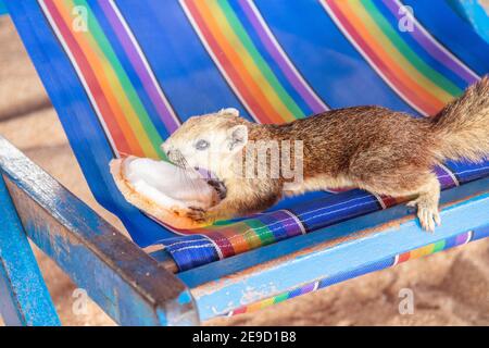 Ein Eichhörnchen mit einer jungen Kokosnuss am Strand in Thailand Asien Stockfoto