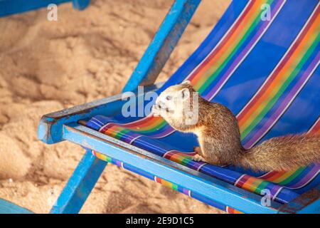 Ein Eichhörnchen mit einer jungen Kokosnuss am Strand in Thailand Asien Stockfoto