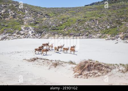 Eine Herde von Common Eland (Taurotragus oryx), die eine Sanddüne entlang der Kapküste, Cape Point National Park, Kapstadt, Südafrika, hinaufgeht Stockfoto