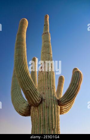 Saguaro bei Sonnenuntergang, Saguaro National Park, West Tucson Mountain District, Arizona, USA Stockfoto