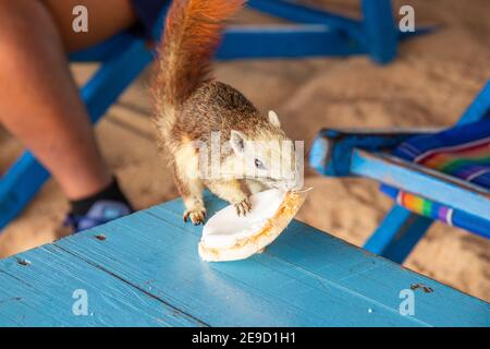 Ein Eichhörnchen mit einer jungen Kokosnuss am Strand in Thailand Asien Stockfoto