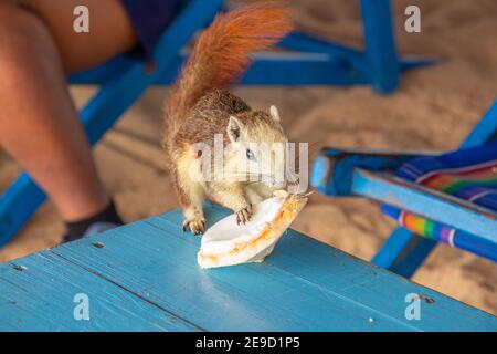Ein Eichhörnchen mit einer jungen Kokosnuss am Strand in Thailand Asien Stockfoto