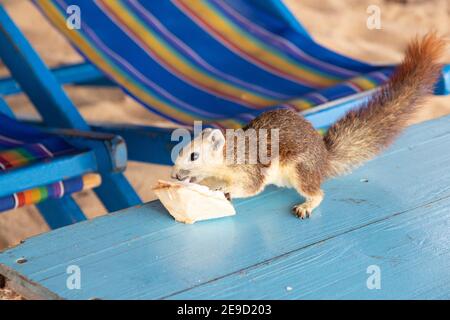 Ein Eichhörnchen mit einer jungen Kokosnuss am Strand in Thailand Asien Stockfoto