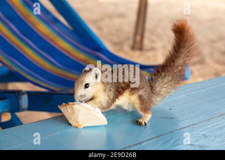 Ein Eichhörnchen mit einer jungen Kokosnuss am Strand in Thailand Asien Stockfoto