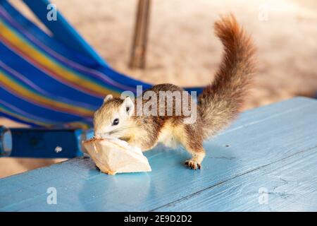 Ein Eichhörnchen mit einer jungen Kokosnuss am Strand in Thailand Asien Stockfoto