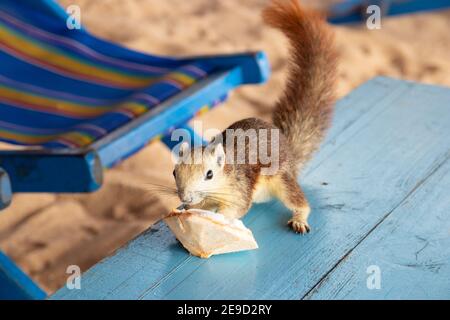Ein Eichhörnchen mit einer jungen Kokosnuss am Strand in Thailand Asien Stockfoto
