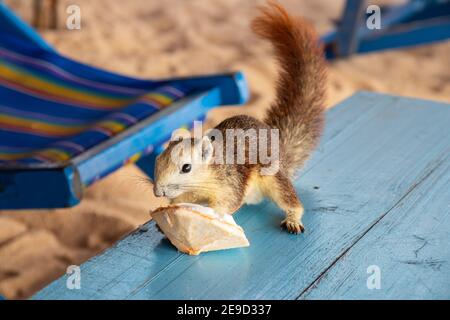 Ein Eichhörnchen mit einer jungen Kokosnuss am Strand in Thailand Asien Stockfoto