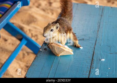 Ein Eichhörnchen mit einer jungen Kokosnuss am Strand in Thailand Asien Stockfoto