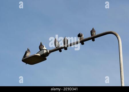 Sechs wilde Tauben, die an einer Straßenlaterale sitzen, Warwickshire, England, Großbritannien Stockfoto