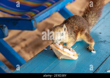 Ein Eichhörnchen mit einer jungen Kokosnuss am Strand in Thailand Asien Stockfoto