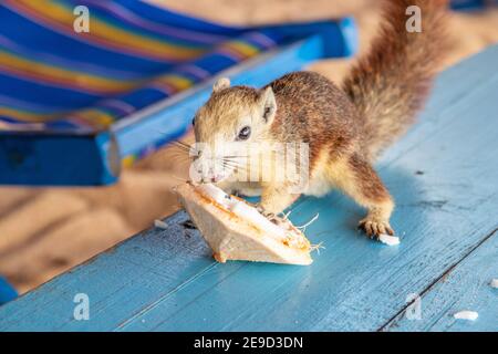 Ein Eichhörnchen mit einer jungen Kokosnuss am Strand in Thailand Asien Stockfoto