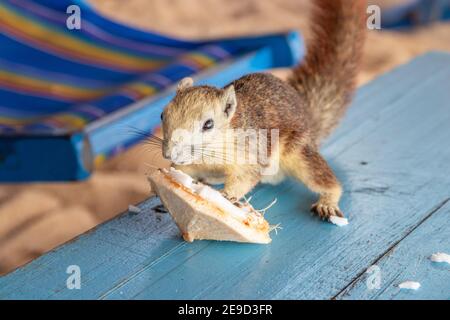 Ein Eichhörnchen mit einer jungen Kokosnuss am Strand in Thailand Asien Stockfoto