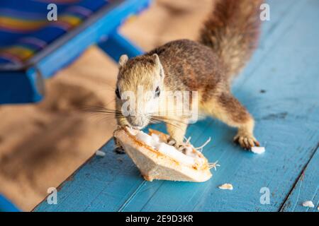 Ein Eichhörnchen mit einer jungen Kokosnuss am Strand in Thailand Asien Stockfoto