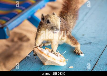 Ein Eichhörnchen mit einer jungen Kokosnuss am Strand in Thailand Asien Stockfoto