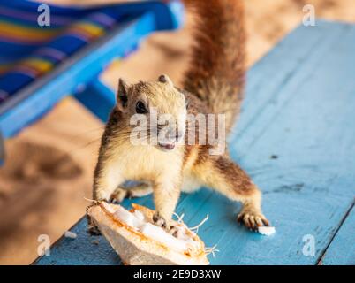 Ein Eichhörnchen mit einer jungen Kokosnuss am Strand in Thailand Asien Stockfoto