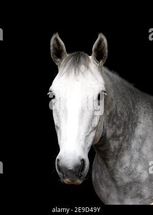 Ein Kopfschuss von einem gedapften grauen Pferd vor schwarzem Hintergrund. Stockfoto