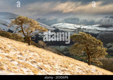 Dramatische Winteransicht des Lake District Fells mit Schnee bedeckt. Wunderschöne immergrüne Bäume im Vordergrund. Große Mell Fiel, Ullswater. Stockfoto
