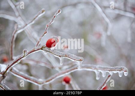 Nahaufnahme der gefrorenen Hagebutte mit Eis bedeckt nach Regen während des Wintertages. Stockfoto