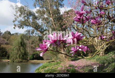 Frühling Rosa Blume Köpfe auf einem Magnolia Baum (Magnolia 'Apollo') wächst an einem See in einem Land Cottage Garden in Rural Devon, England, Großbritannien Stockfoto