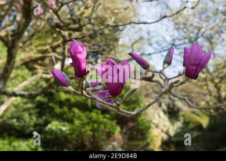 Leuchtend rosa Frühlingsblumen auf einem sommergrünen Magnolienbaum (Magnolia 'Apollo'), der in einem Landhausgarten in Rural Devon, England, Großbritannien wächst Stockfoto