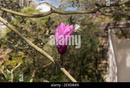 Leuchtend rosa Frühlingsblumen auf einem sommergrünen Magnolienbaum (Magnolia 'Apollo'), der in einem Landhausgarten in Rural Devon, England, Großbritannien wächst Stockfoto