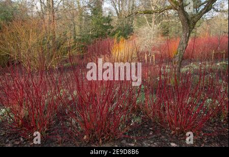 Leuchtend rote Winterstämme auf einem sommergrünen sibirischen Dogwood Strauch (Cornus alba 'Sibirica') Umgeben von Schneeglöckchen in einem Woodland Garden in Rural Devon Stockfoto