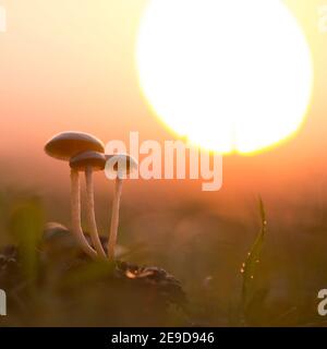 Nicht Identifizierte Pilze. Die untergehende Sonne im Hintergrund Stockfoto