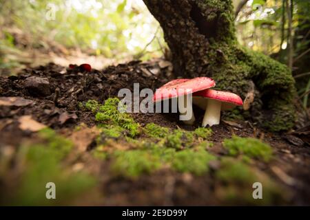 Täubling rosea (Synonym Russula lepida), bekannt als der rosige Täubling, ist ein gemäßigter Nordteil, einige halten es essbar andere ungenießbar, häufig vorgefunden Mushro Stockfoto