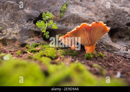 Lactarius deliciosus, allgemein bekannt als Safranmilchkappe und Rotkieferpilz, ist eines der bekanntesten Mitglieder der großen Milchkappengattung Lacta Stockfoto