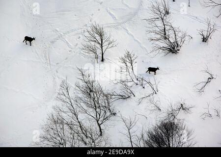 Gämsen (Rupicapra rupicapra), zwei Gämsen, die im Schnee wandern, Frankreich, Vogesen Stockfoto