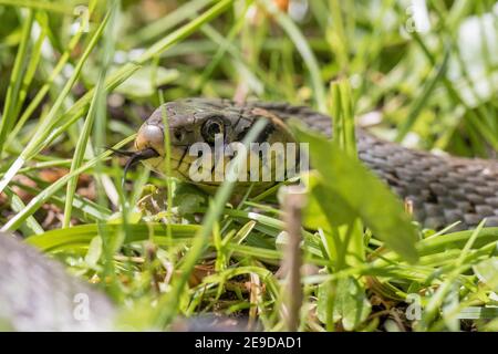 Grassnatter (Natrix natrix), mit der Zunge nach innen und außen, Portrait, Deutschland, Bayern Stockfoto