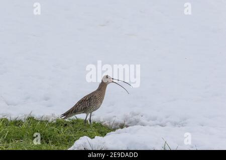 westliche Curlew (Numenius arquata), im Schnee auf Nahrungssuche und Rufen, Schweiz, Sankt Gallen Stockfoto