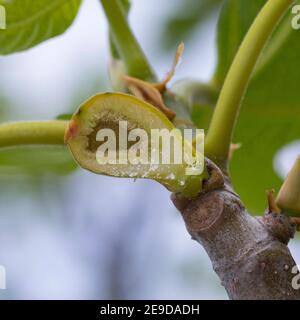 Essbare Feige, Gemeine Feige, Figtree (Ficus carica), in Scheiben geschnittene Feige auf einem Zweig zur Blütezeit , Deutschland Stockfoto