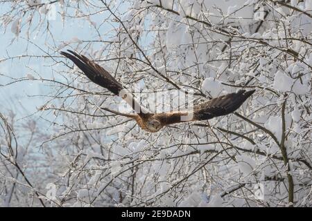 Roter Drachen (Milvus milvus), fliegend in verschneiter Landschaft, Schweiz, Sankt Gallen Stockfoto