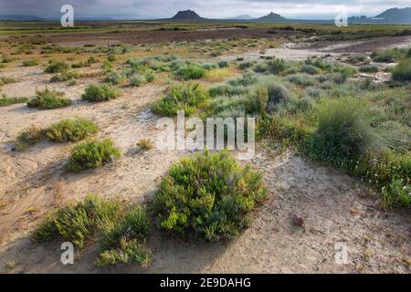 Morgentau in der Halbwüste Bardenas Reales, Spanien, Navarra, Bardenas Reales Stockfoto