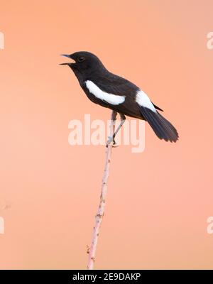 Harter-Steinechat (Saxicola caprata rossorum, Saxicola rossorum), männlicher Gesang bei Erwachsenen, Tadschikistan Stockfoto