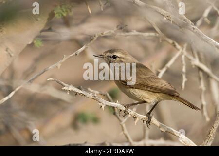 Einfacher Weidensänger, einfacher Blattsänger (Phylloscopus neglectus), auf einem stacheligen Zweig, Seitenansicht, Oman Stockfoto