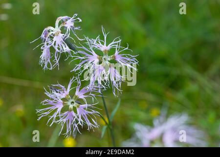 herrliche Rosa (Dianthus Superbus), Blumen, Deutschland Stockfoto