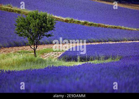 Lavendel (Lavandula angustifolia, Lavandula officinalis), Lavendelfeld auf dem Plateau de Valensole, Frankreich, Alpes de Haute Provence, Riez Stockfoto