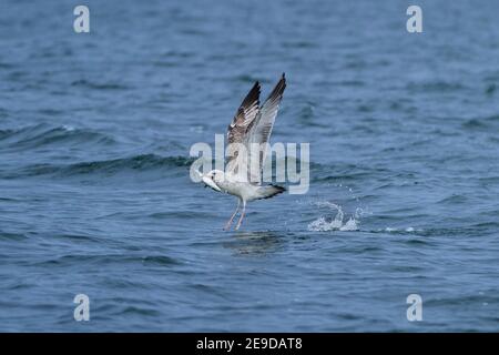 Heringsmöwe (Larus argentatus), Jungfische, die mit einem gefärbten Weißfisch von der Wasseroberfläche fliegen, Deutschland, Bayern, Chiemsee Stockfoto