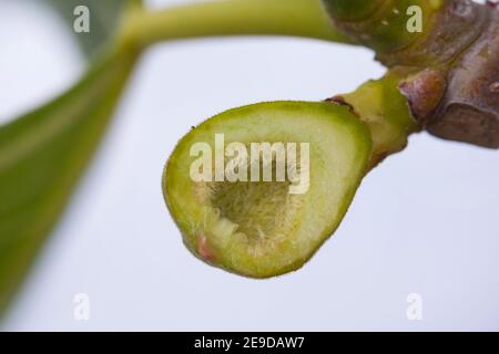 Essbare Feige, Gemeine Feige, Figtree (Ficus carica), in Scheiben geschnittene Feige auf einem Zweig zur Blütezeit , Deutschland Stockfoto