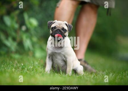 Mops (Canis Lupus F. Familiaris), Welpen sitzen auf einer Wiese neben seinem Meister, Deutschland Stockfoto