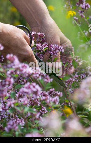 Wilder origanum, wilder Majoran (Origanum vulgare), Ernte von wildem Majoran, Deutschland Stockfoto