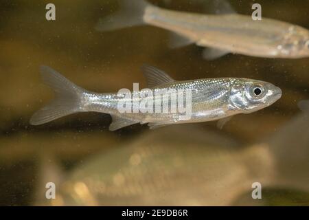 nase (Chondrostoma nasus), mit noch nicht entwickeltem Schabrammmund, 6 Monate alt, Deutschland Stockfoto