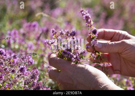 Breitblättriger Thymian, Dot Wells Creeping Thyme, großer Thymian, ZitronenThymian, Mutter des Thymians, Wilder Thymian (Thymus pulegioides), Ernte von Thymian Stockfoto